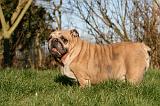 BULLDOG ANGLAIS 121